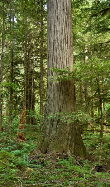 Western Red Cedar (Thuja plicata) — Stockfoto