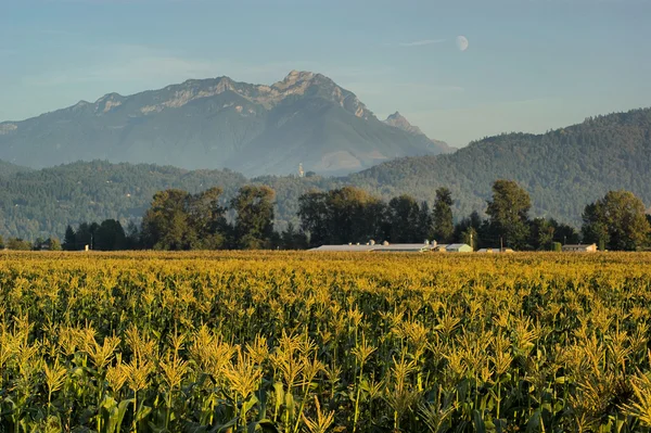 stock image Rural corn field