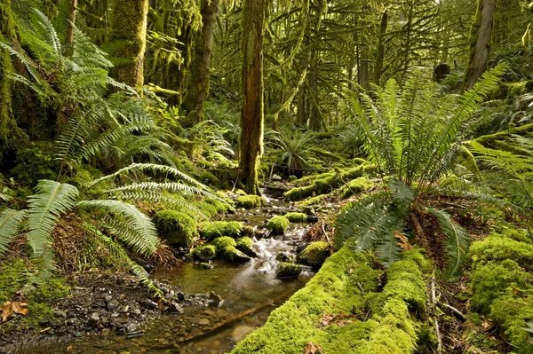 Regenwoud creek — Stockfoto