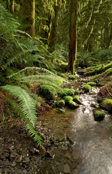 Esőerdő-patak — Stock Fotó