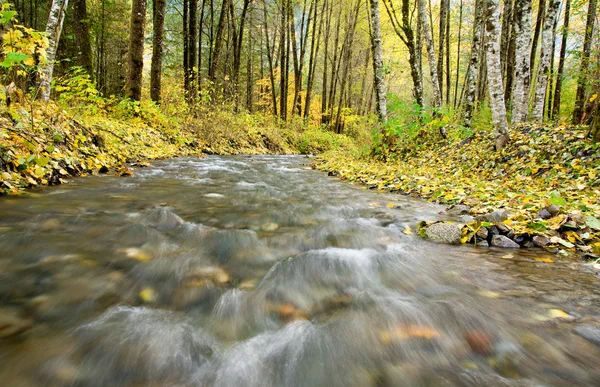 Sonbahar creek — Stok fotoğraf