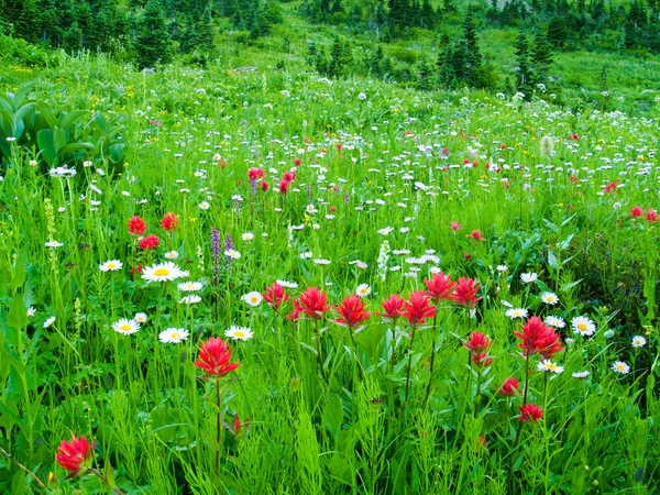 Wildblumenwiesen — Stockfoto