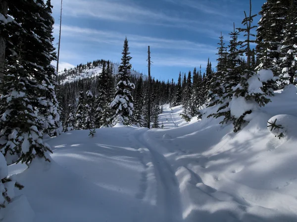 Pistes de ski sur un chemin forestier — Photo