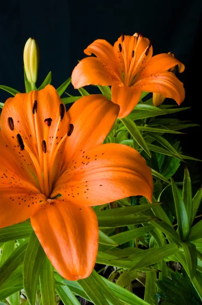 Domácí tiger lily — Stock fotografie