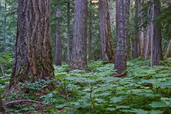 Coastal Pacific Northwest forest — стокове фото