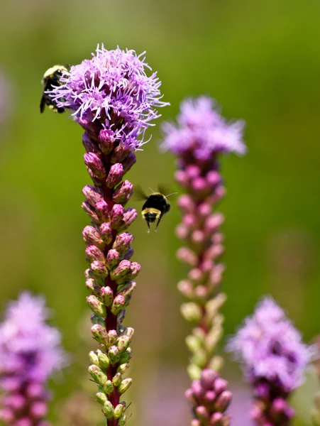 stock image Bumblebees working a flower