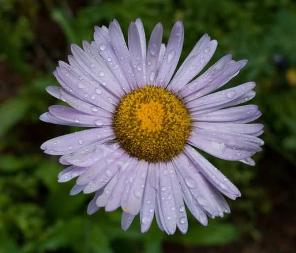 Wet purple aster daisey — Stock Photo, Image