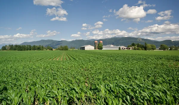 stock image Corn field