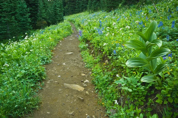 Wildflower szlak — Zdjęcie stockowe