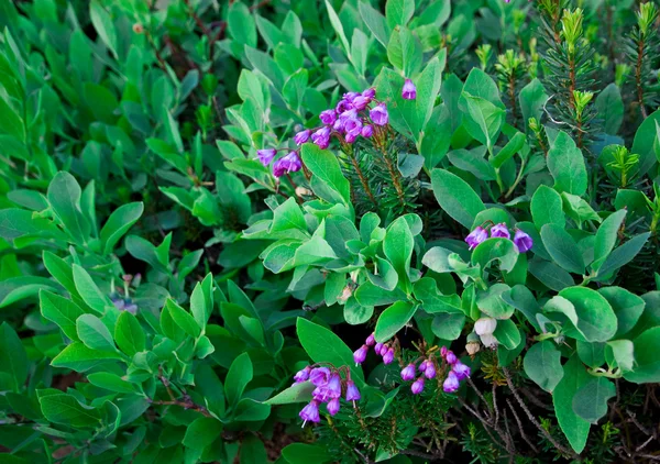 Brezo púrpura floreciente — Foto de Stock