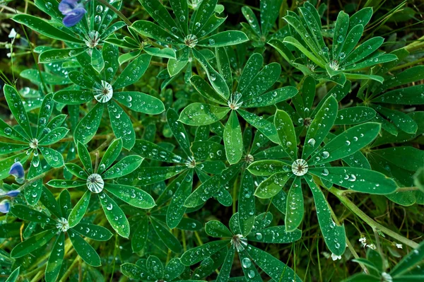 stock image Rain Water in Lupin Leaves