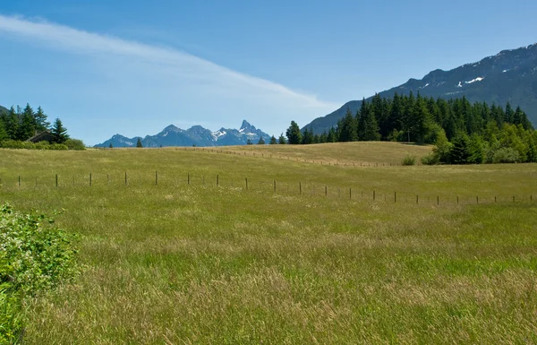 Grassy rural farm meadow — Stock Photo, Image