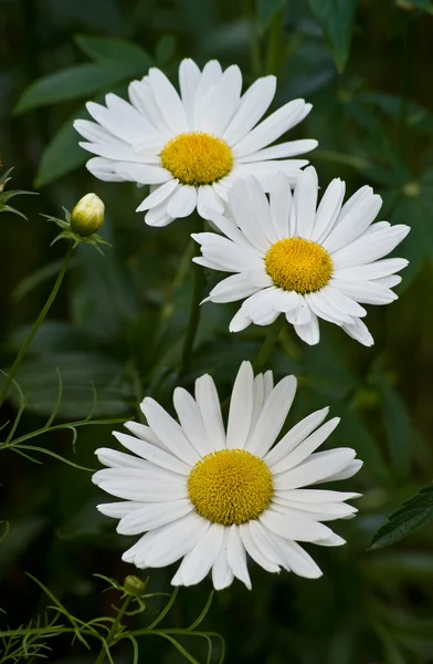 English Daisy (Bellis perennis) — Stock Photo, Image