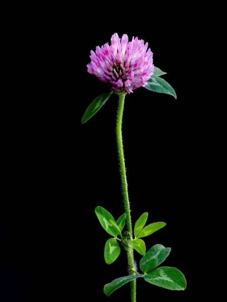 Trevo florido isolado — Fotografia de Stock