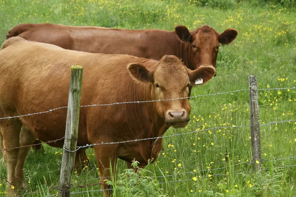 Nieuwsgierig runderen — Stockfoto