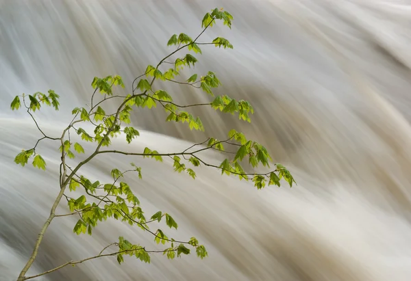 Vine maple tree en razende rivier — Stockfoto