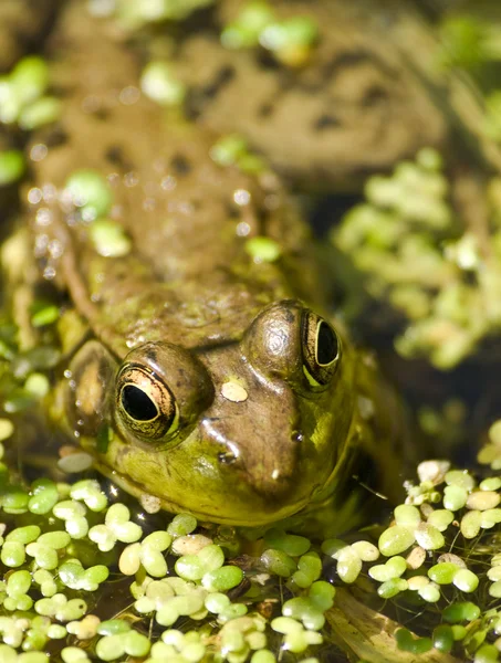 stock image Frog in a pond