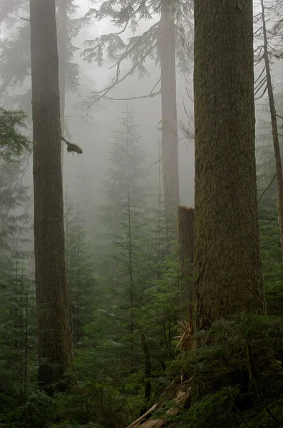 Foggy Hemlock Forest — Stock Photo, Image