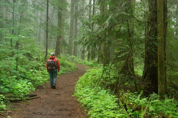 Pacific northwest forest hiker — стокове фото