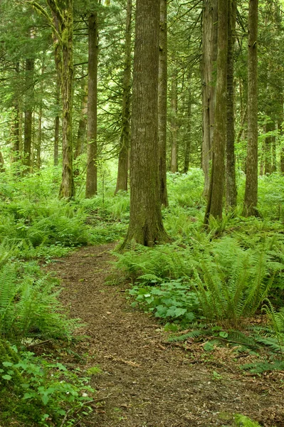 Caminho florestal sinuoso — Fotografia de Stock