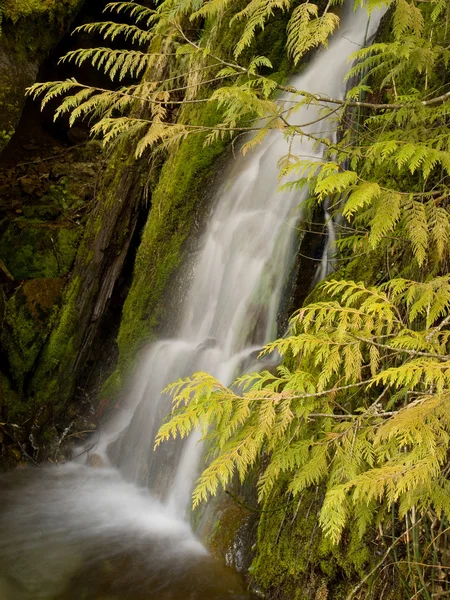 Waterfall behind cedar boughs — Stock Photo, Image