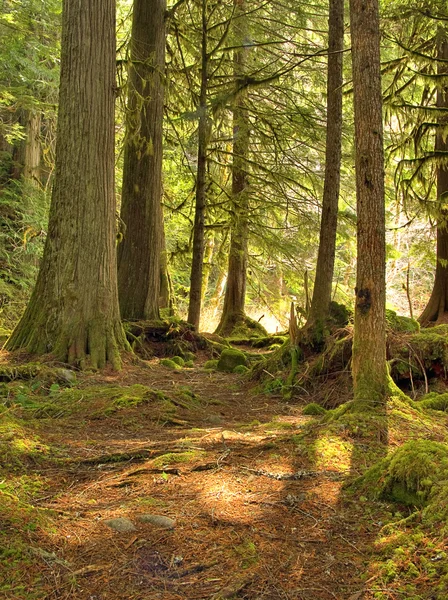 Moss gedrapeerd bos — Stockfoto
