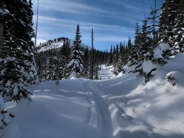 Trilhas de esqui em uma estrada de serviço florestal Fotos De Bancos De Imagens