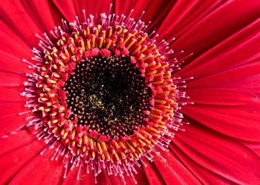 Gerber papatya (Gerbera boş) capitulum