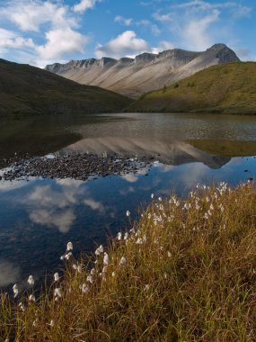 Lakeside Cottongrass clipart