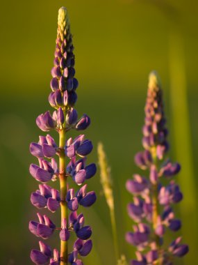 lupines üzerinde güneş ışığı