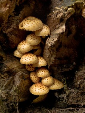 Cluster of spiny mushrooms clipart