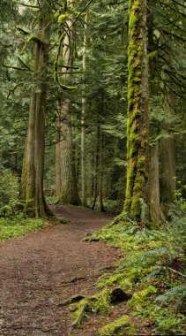 Pacific Northwest forest and trail clipart