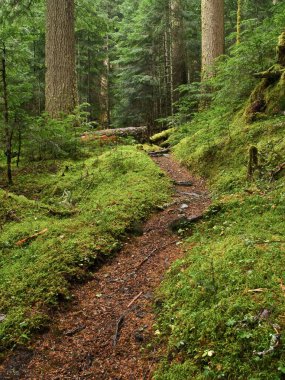 Old growth forest path portrait clipart