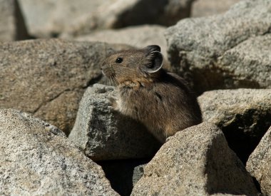 Amerikan Pika (Ochotona princeps)