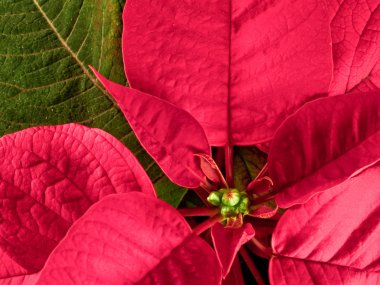 Poinsettia bitki (Euphorbia pulcherrima)