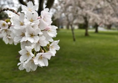 White Cherry Blossoms clipart