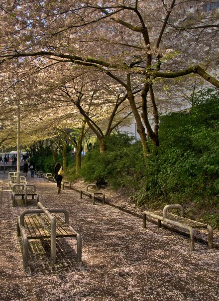 Wiosna kwiaty na terminal tranzytu — Zdjęcie stockowe