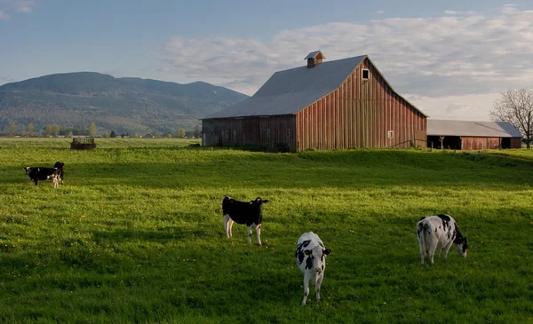 Vacas lecheras de pastoreo —  Fotos de Stock