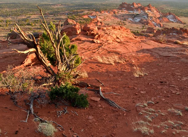 Northern Arizona Wilderness — Stock Photo, Image