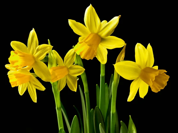 Narcissus bouquet — Stock Photo, Image