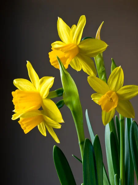 Narcissus bouquet close-up — Stock Photo, Image