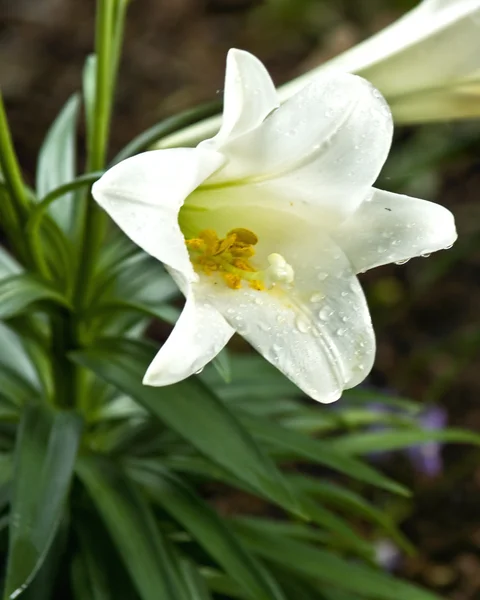 Lirio de Pascua húmedo (Lilium longiflorum ) —  Fotos de Stock