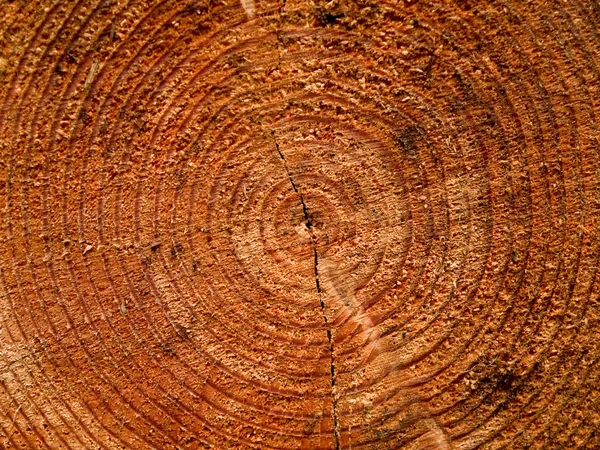 Anéis de crescimento de cedro vermelho ocidental — Fotografia de Stock
