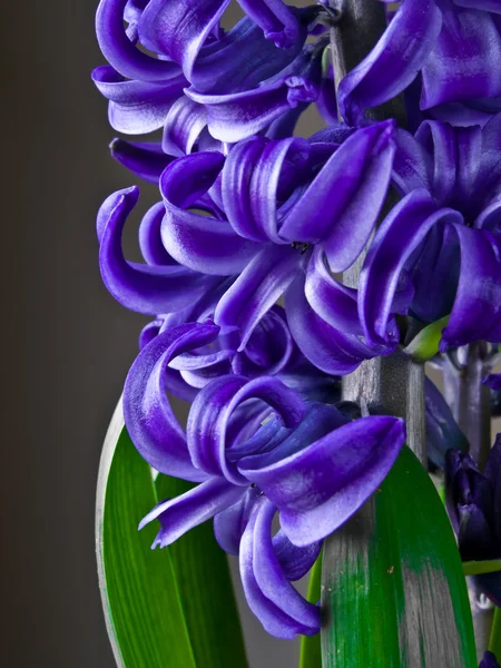 Giacinto in fiore — Foto Stock