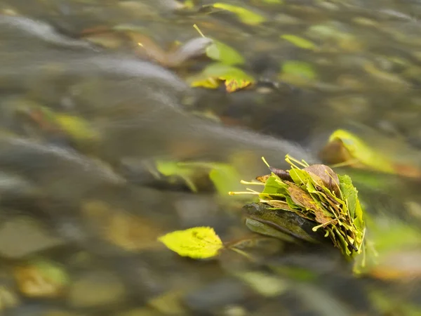 stock image Leaves in a stream