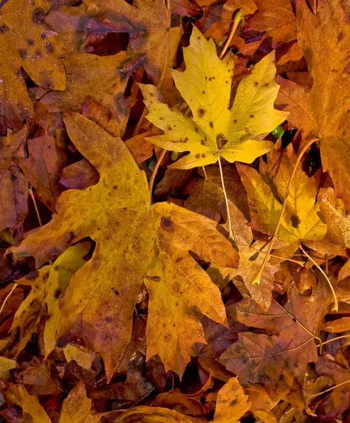 Πλατύφυλλη πεσμένα φύλλα σφενδάμου — Φωτογραφία Αρχείου