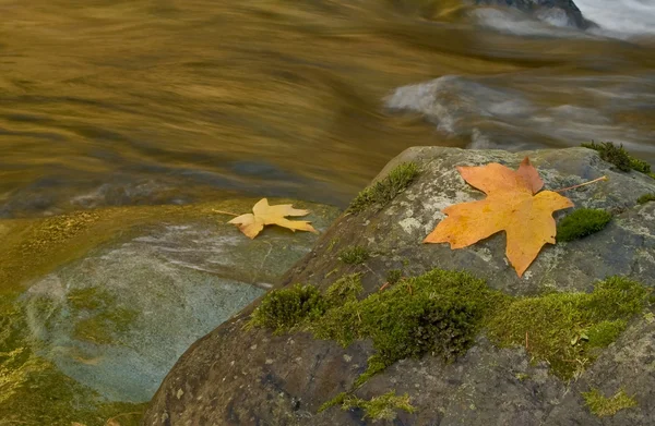 Autumn klonowe listowie wzdłuż strumienia — Zdjęcie stockowe