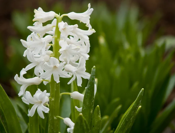 Outdoor lilla bianca — Foto Stock