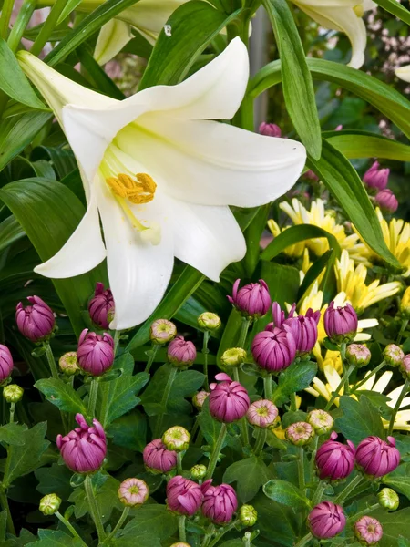 Blooming easter lily — Stock Photo, Image