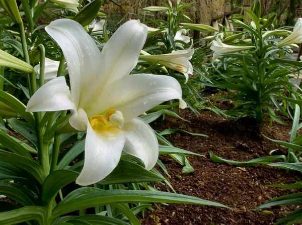 Rows of easter lilies — Stock Photo, Image